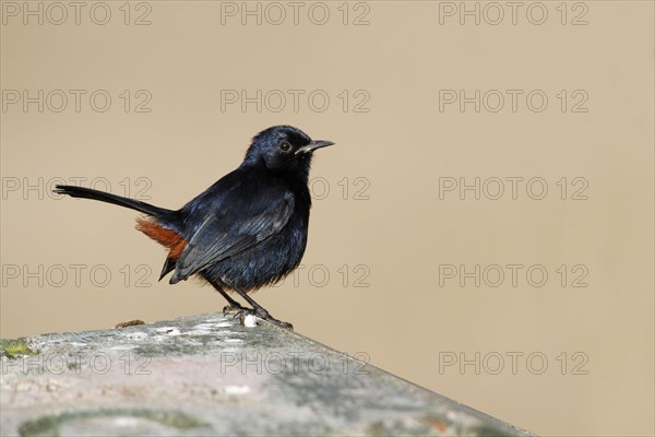 Indian Robin