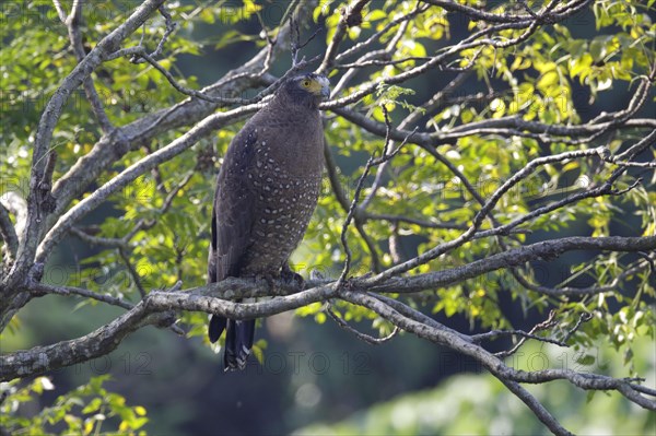 Crested Serpent Eagle