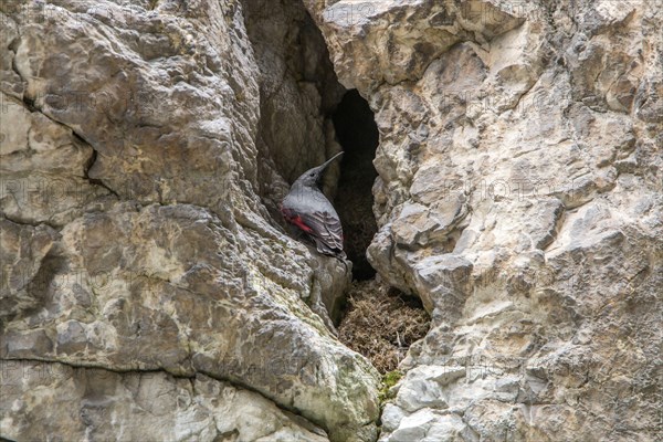 Wallcreeper