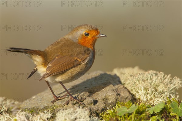 European Robin