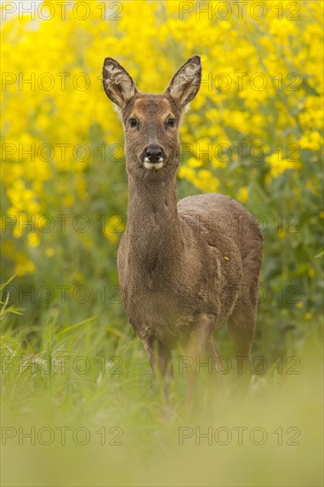 Western Roe Deer