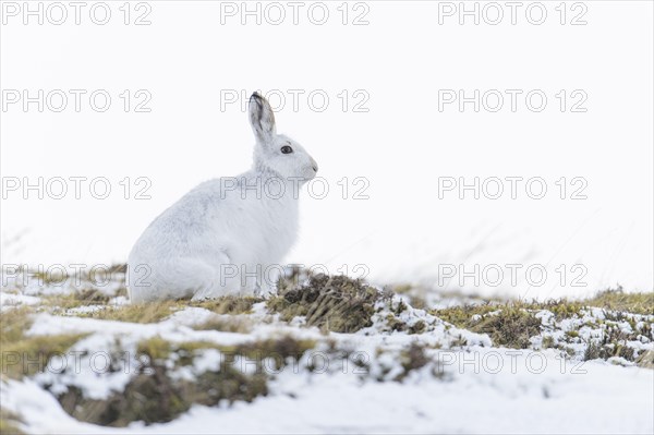 Mountain Hare