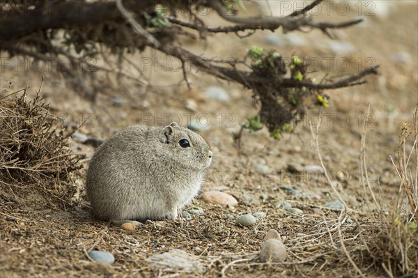 Southern mountain cavy