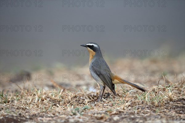 Cape Robin-chat