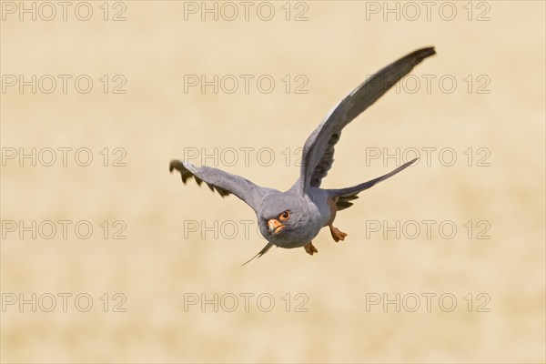 Red-footed Falcon