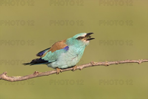 European Roller