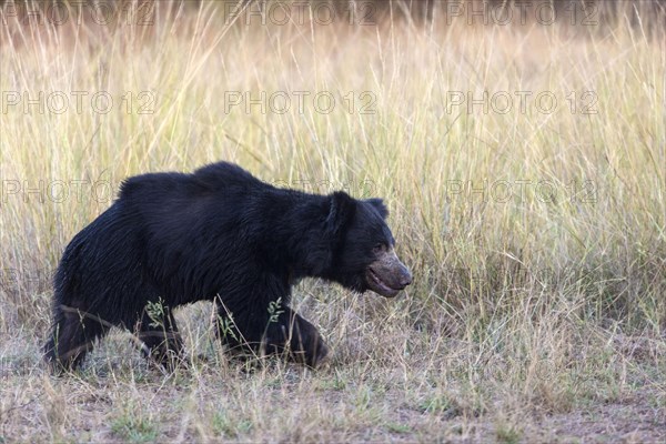 Ursus ursinus