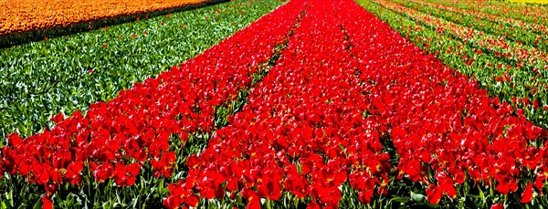 Flowering tulip fields