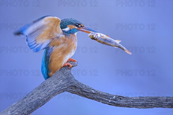 Common kingfisher