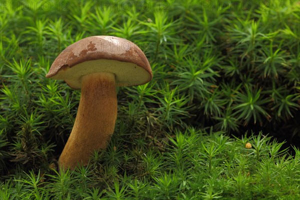 Chestnut boletus