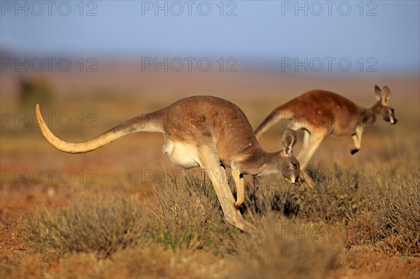 Red kangaroo