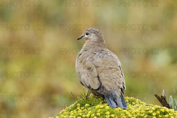 Cordilleran Dove