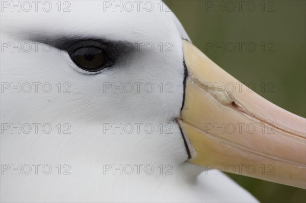 Black-browed albatross