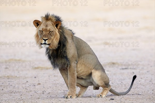 Transalvaal Lion