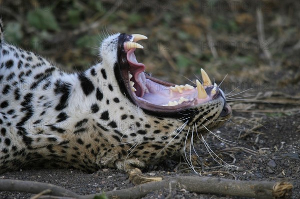 Pardus leopard niche leopards