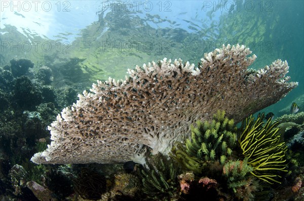 Table coral in reef habitat