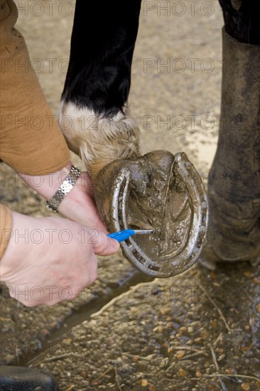 Selecting horse hooves