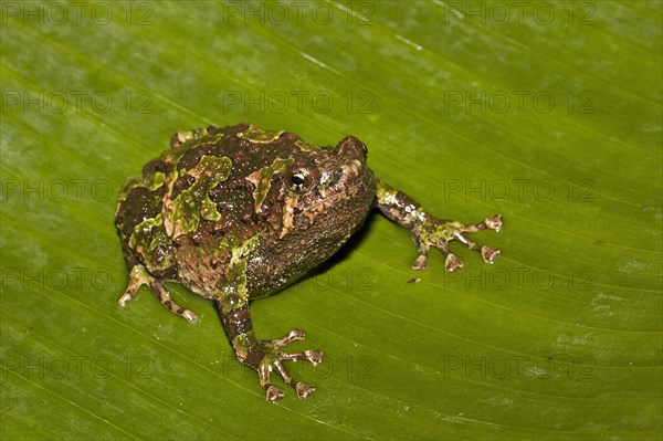 Variegated Burrowing Frog