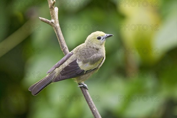 Palm Tanager