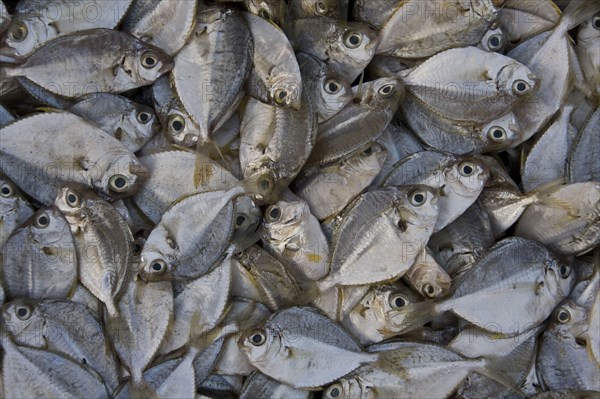 Freshly caught fish at the market in Sri Lanka