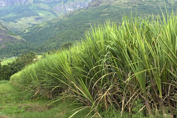 Sugar cane