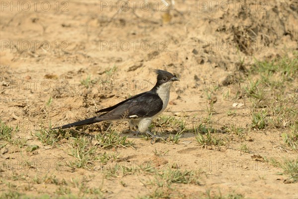 Jacobin cuckoo