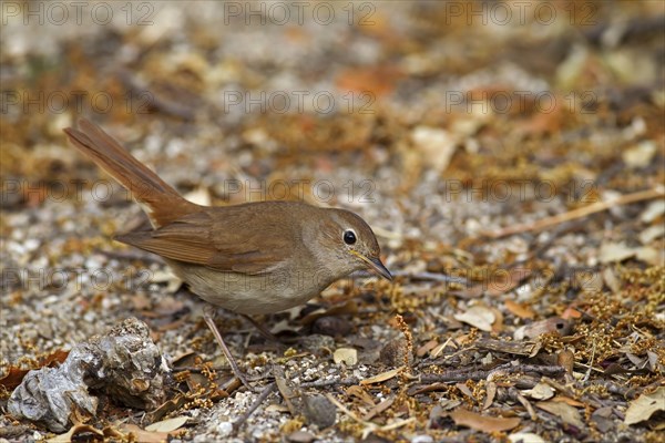 Common Nightingale