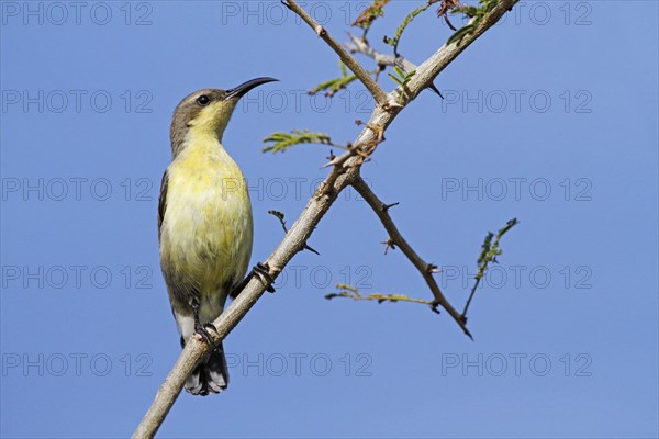 Purple Sunbird