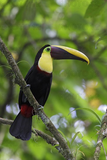 Ramphastos swainsonii