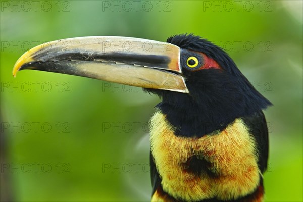 Pale-mandibled Aracari