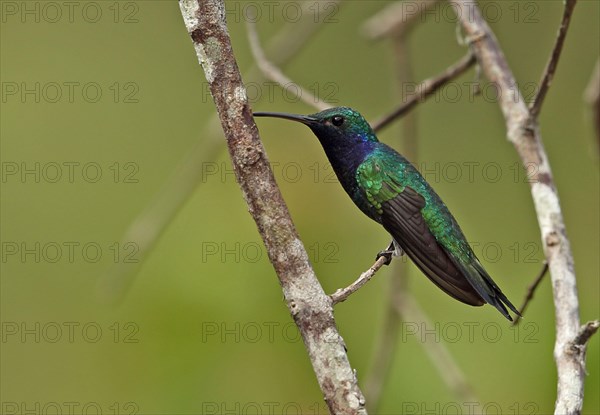 Sapphire-throated Hummingbird