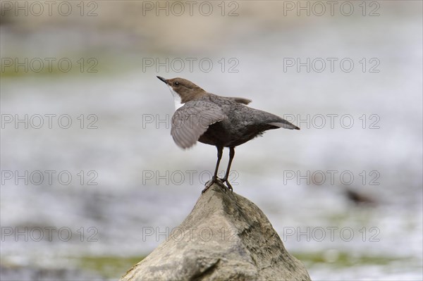 White-throated Dipper