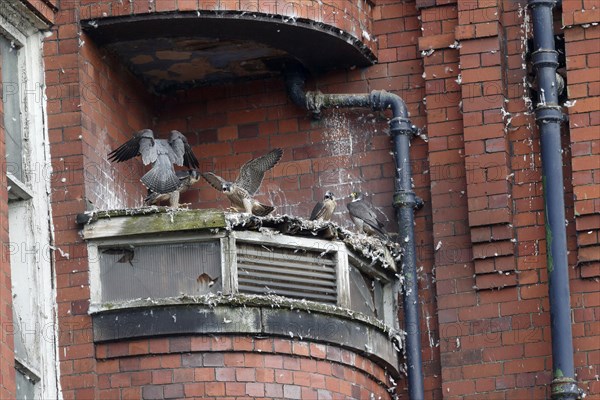 Peregrine Falcon