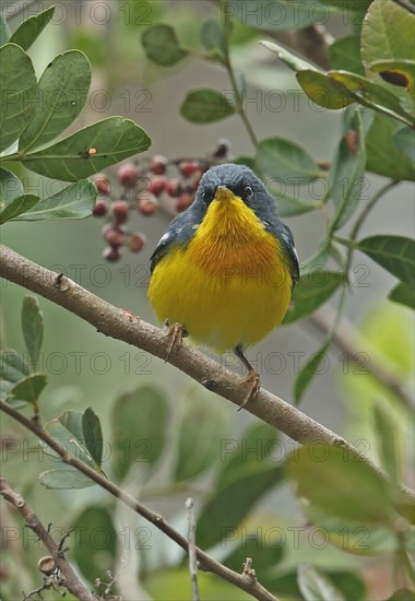 Tropical Parula