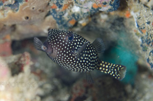 White-spotted boxfish