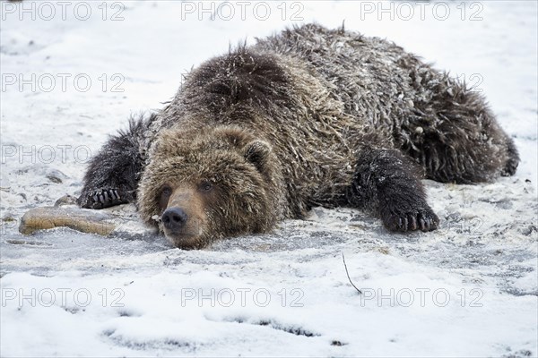 Grizzly bear