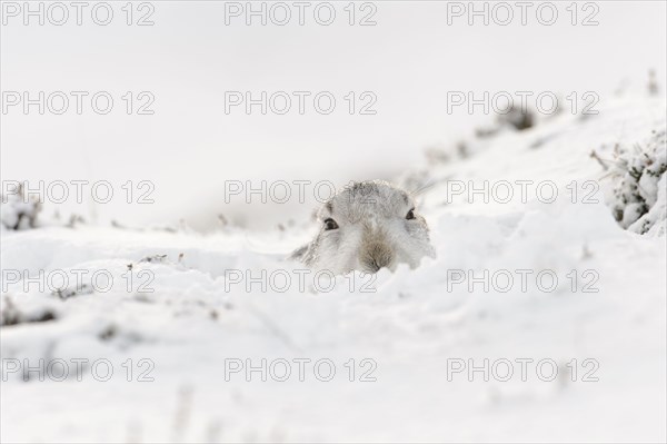 Mountain hare