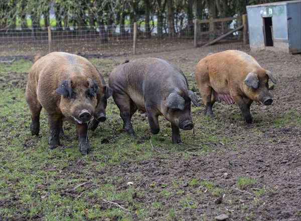 Duroc pig