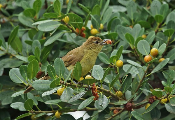 Yellow-bellied Greenbul