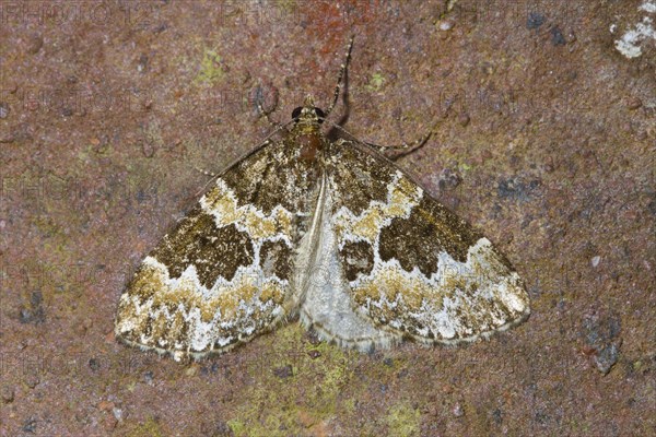 Broken-barred Carpet