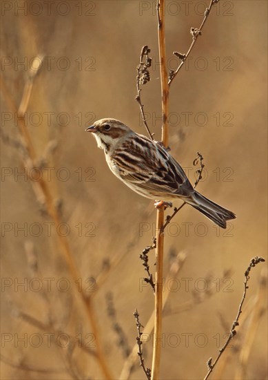 Pallas's Reed Bunting