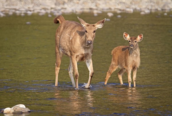 Sambar deer