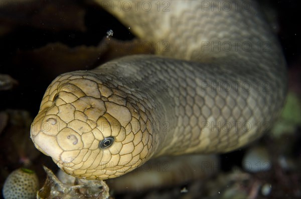 Olive Sea Snake