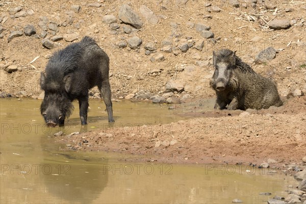 Indian wild boar