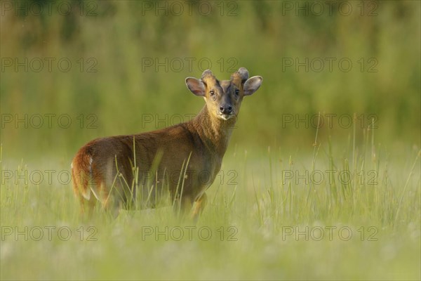 Chinese chinese muntjac