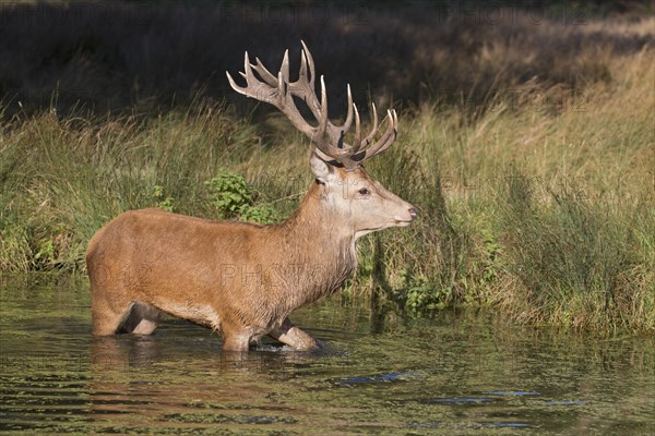 Red Deer