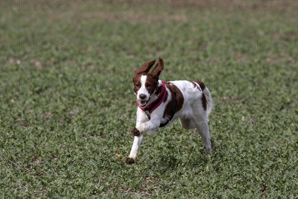 Irish red-white Setter