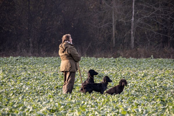 Picker stands with trained dogs in the rape field waiting for the pheasant hunt to begin