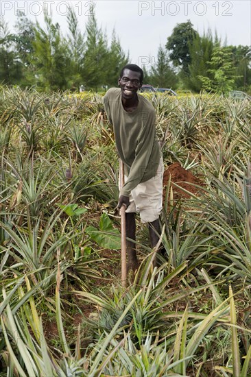 Pineapple farmer