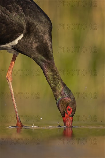 Black stork